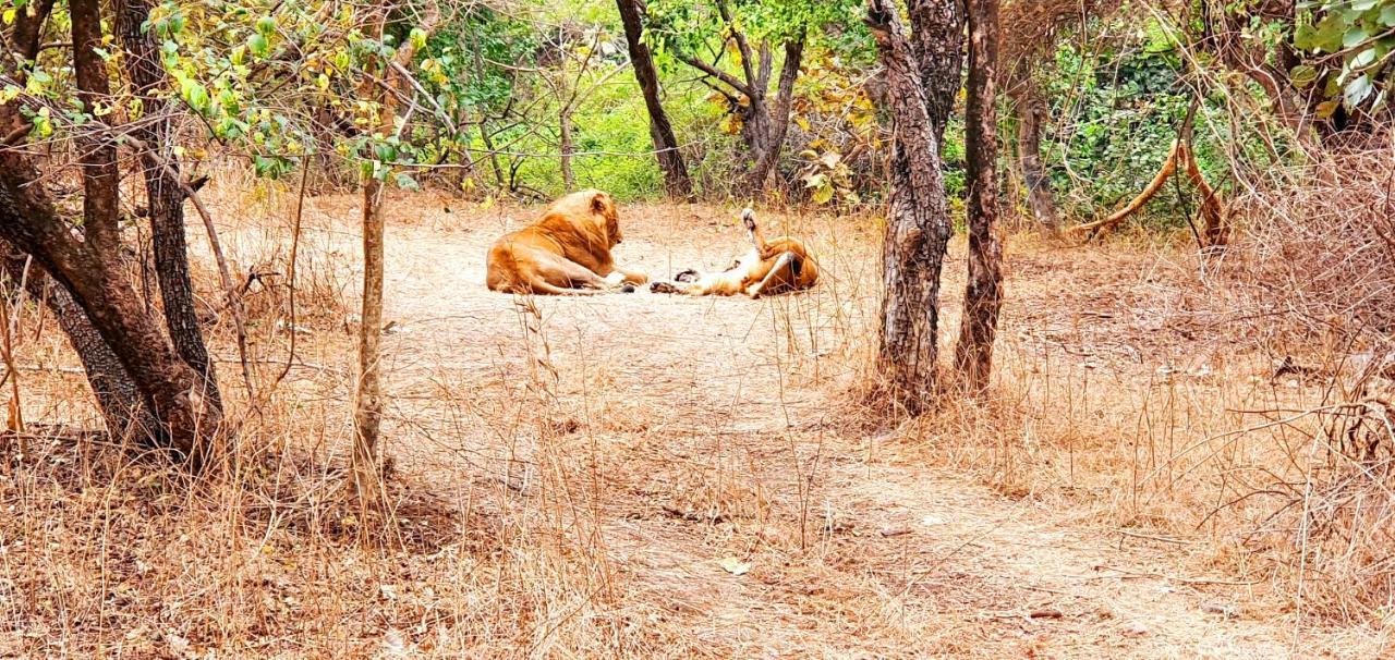 The Wilds Villa Gir Jungle Stay With Swimming Pool Sasan Gir Exterior foto